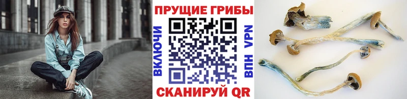 Купить где  Павловская  Псилоцибиновые грибы Magic Shrooms 